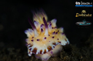 P U R P L E 
Bumpy Mexichromis ( Mexichromis multituberc... by Irwin Ang 